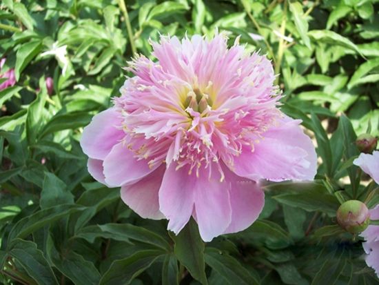 芍藥在家怎么養(yǎng)