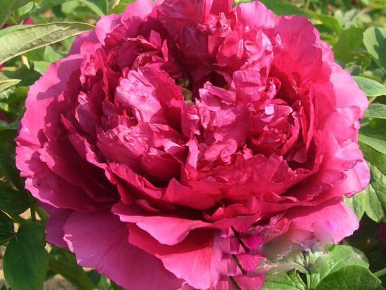 怎樣區(qū)分芍藥和牡丹