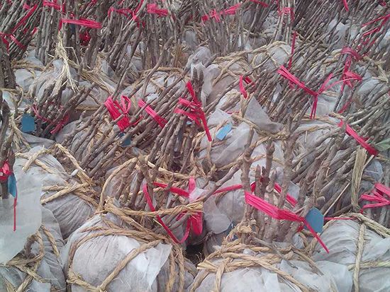 菏澤觀賞牡丹苗基地淺析牡丹苗在運(yùn)輸時(shí)注意什么？