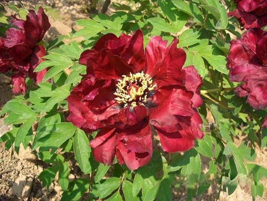 精品牡丹移植后注意養(yǎng)護(hù)