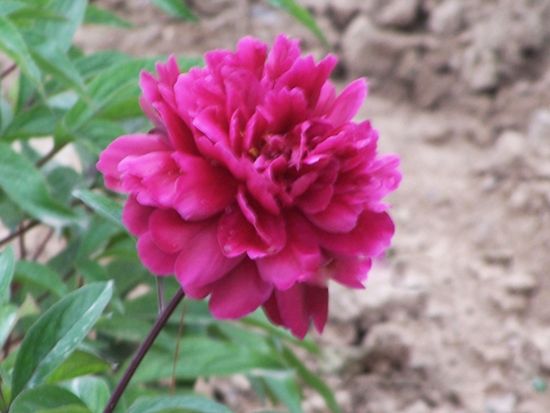 鐵桿紫（烏龍集盛）