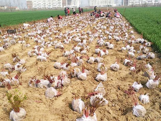 起苗現(xiàn)場(chǎng)