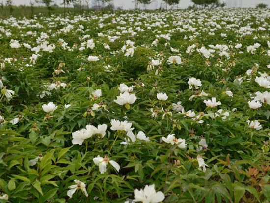 怎樣防治油用牡丹紅斑病