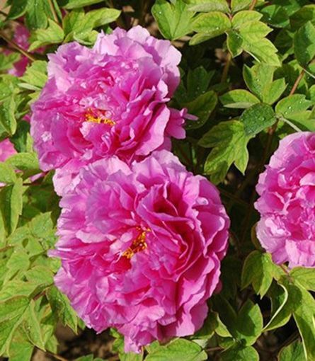 菏澤牡丹生長習(xí)性