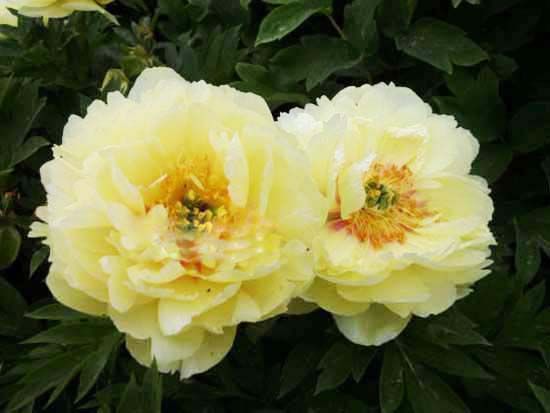 牡丹芍藥雜交種